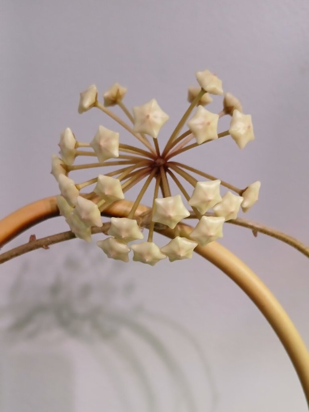 Hoya No ID, Lost Tag